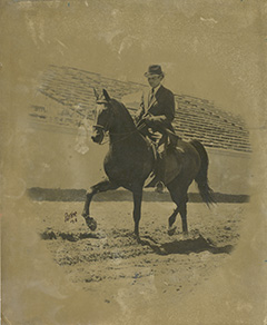 Stallion owned by Crown Jewel Arabians