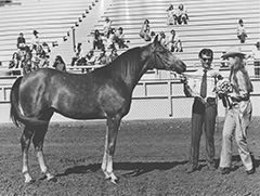 early days showing arabs