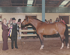 Champion Arabian Gelding