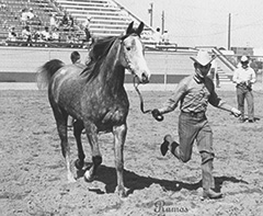 Thunderball, Arabian