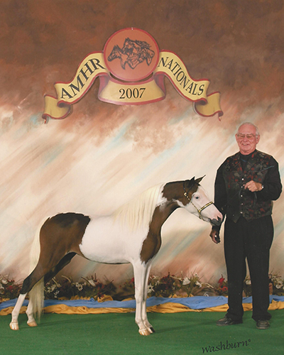 Curry's Cover Girl and Jim, 2007 AMHR Nationals