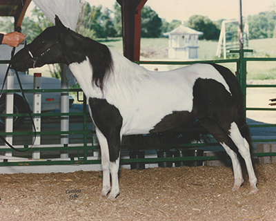 RDMS Calico BW Pinto Miniature