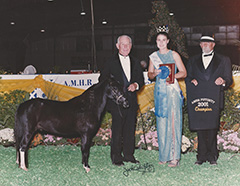 JC Justa Ladies Man (AMHA), Curry’s Just a Ladies Man (AMHR) HOF