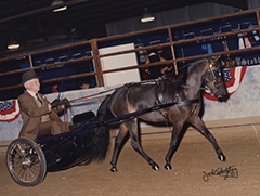 Fog Ranch's Whitney's Cherrio