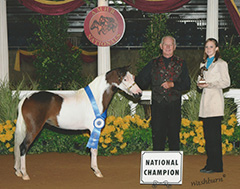 Currry's Cover Girl 2008