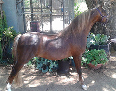 Curry's Man in Command