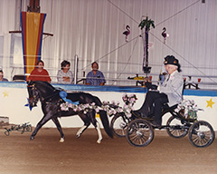 Currys Justa Ladies Man