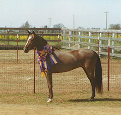 Northwinds Starfire Cody