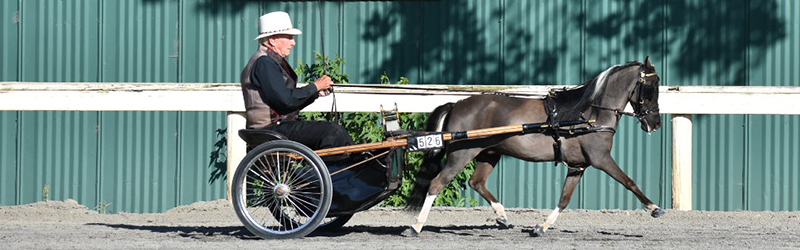 Jim driving Socks at Brookside